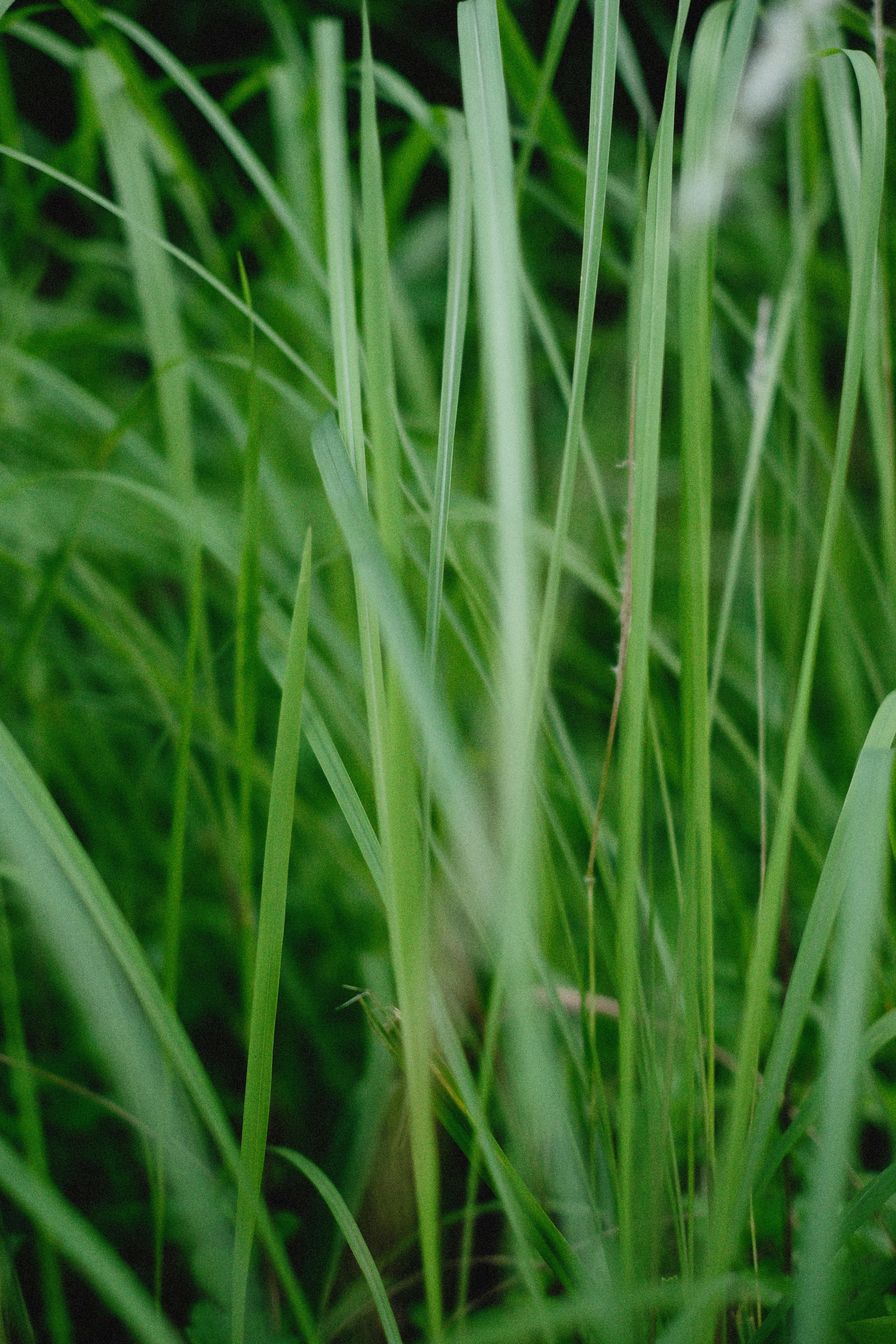 Detailed close-up of lush green grass blades in a natural setting, vibrant and fresh.