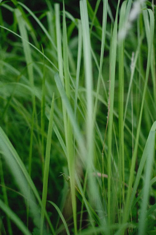 Photograph of Green Grass