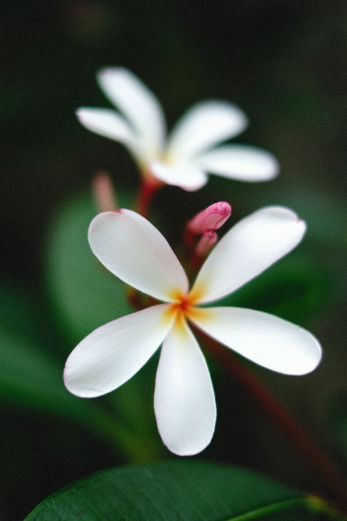 Free Vivid close-up of white Plumeria alba flowers with green leaves, showcasing floral elegance. Stock Photo
