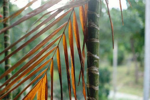 Ilmainen kuvapankkikuva tunnisteilla bambu, lähikuva, ruskeat lehdet Kuvapankkikuva