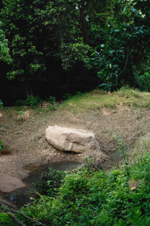 Free Serene forest scene with lush greenery, a boulder by a stream, and vibrant foliage. Stock Photo