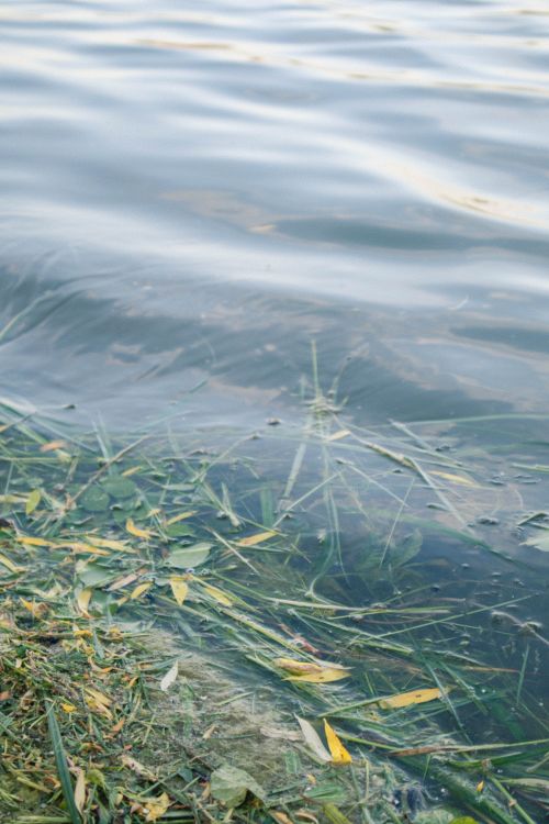 Free Close-up of gentle water ripples meeting green grass and leaves. Stock Photo