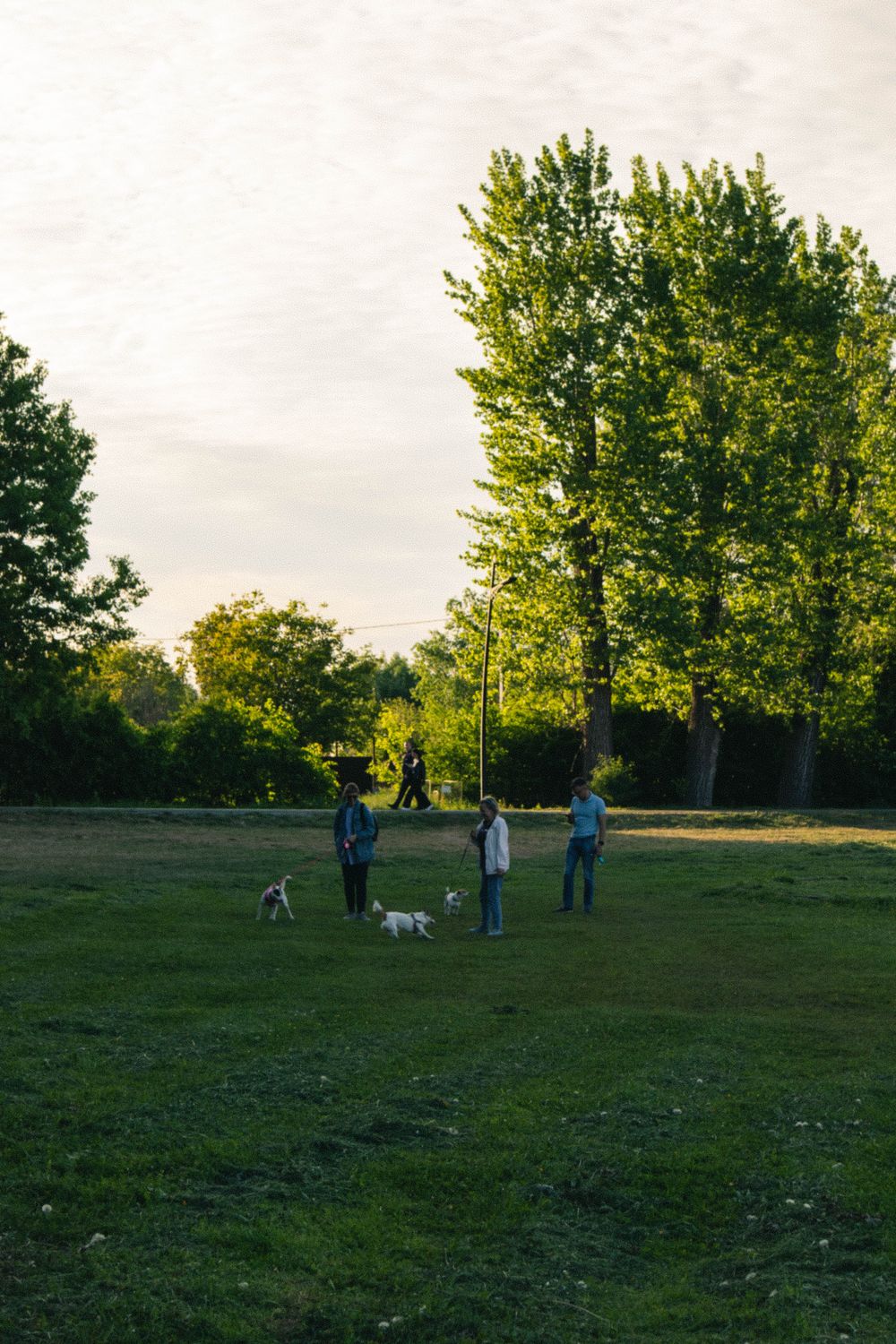 People and dogs enjoying a sunny day together outdoors in a park People and dogs enjoying a sunny day together outdoors in a park