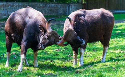 Engaging Bull Engaging Water Buffalo Battle in Sarawak · Free Stock Photo