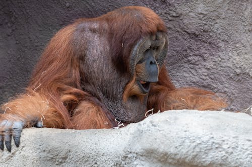 Free Photo of an Orangutan Near a Rock Stock Photo