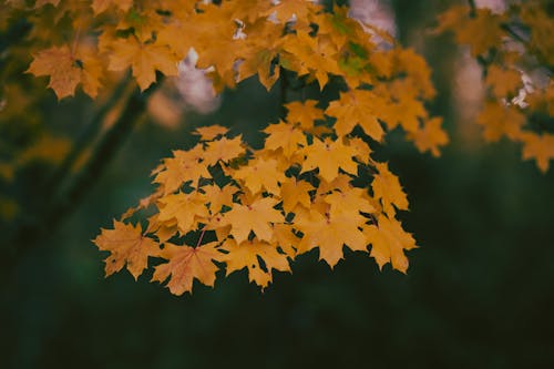 Darmowe zdjęcie z galerii z brązowe liście, liście klonu, wzór