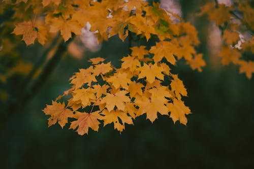 Brown Leaves in Close Up Shot