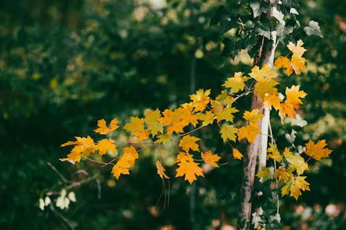 Ücretsiz ağaç, akçaağaç yaprakları, doğa içeren Ücretsiz stok fotoğraf Stok Fotoğraflar