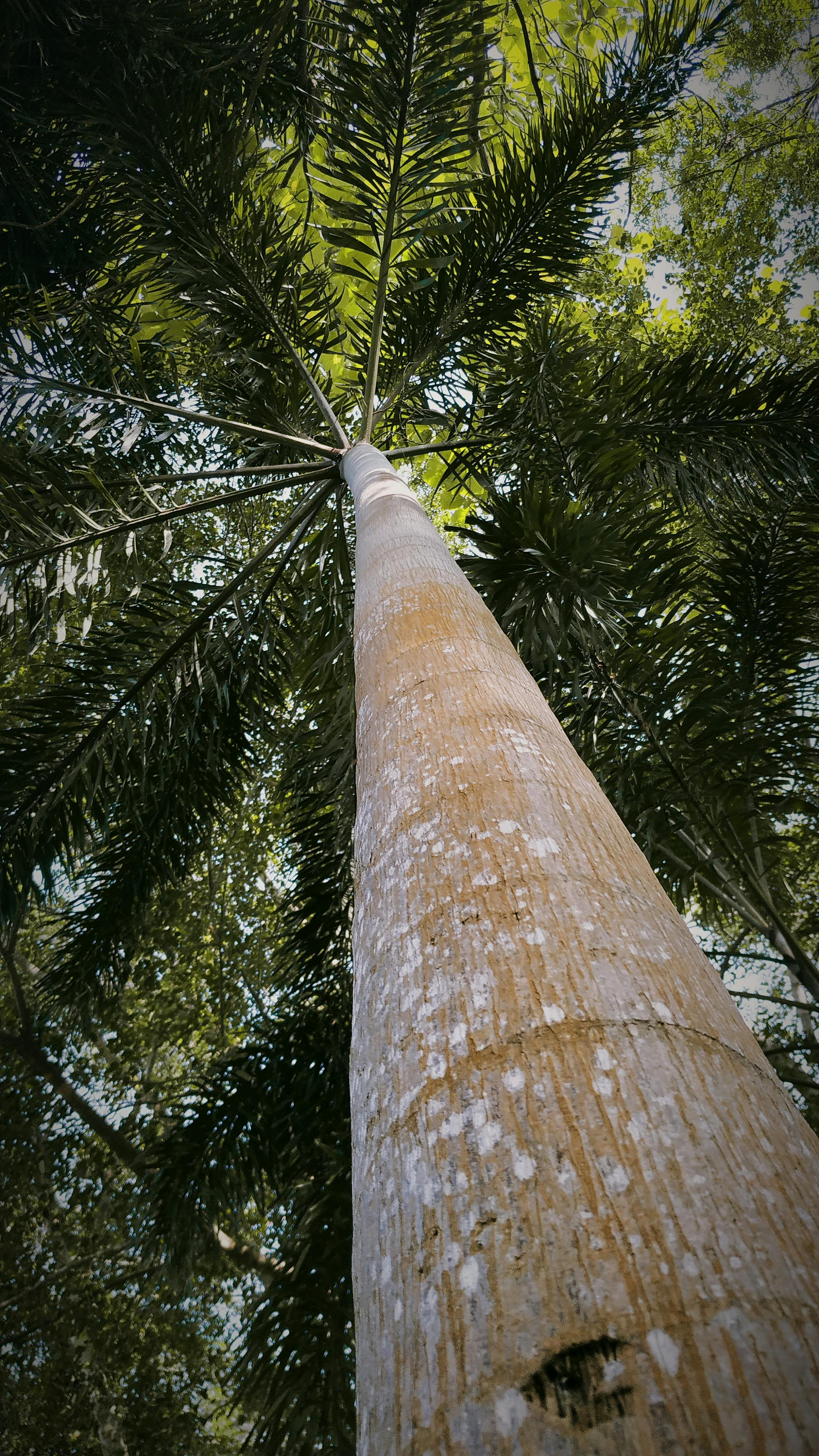 Palm Tree Trunk in Close Up · Free Stock Photo