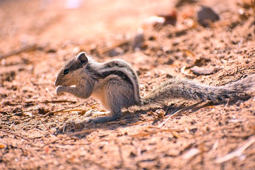 Close-Up Photograph o a Squirrel