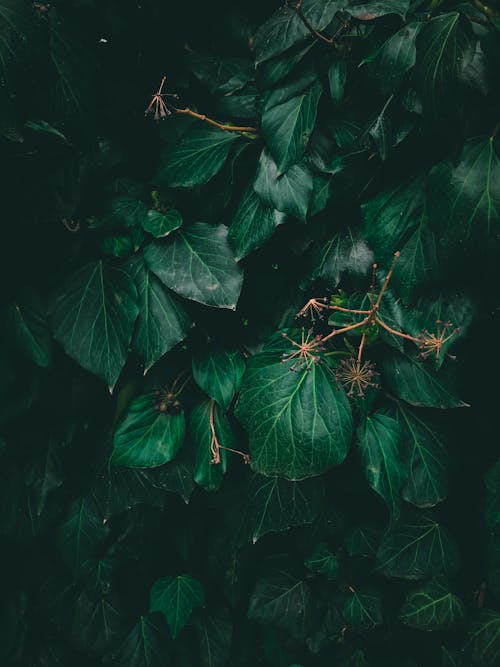 Darmowe zdjęcie z galerii z flora, liście, pionowy strzał