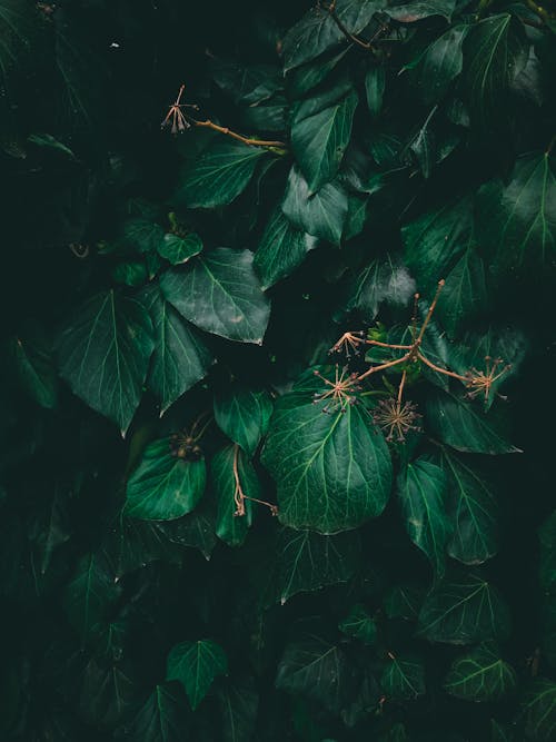 Photograph of Green Plants