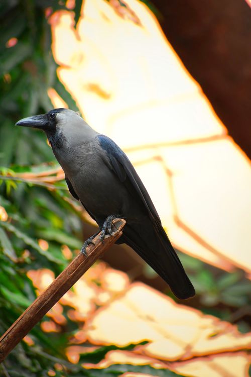 Free A detailed photograph of a house crow perched on a branch against a warm, blurred background. Stock Photo