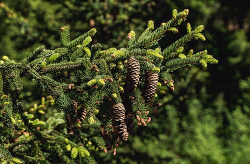 Close-Up Photograph of Pine Cones Near Leaves
