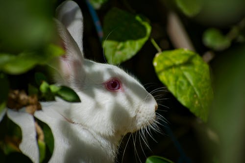 Photograph of a White Rabbit