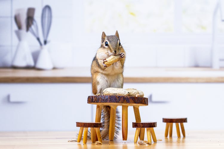 Squirrel Eating Peanuts On A Miniature Furniture