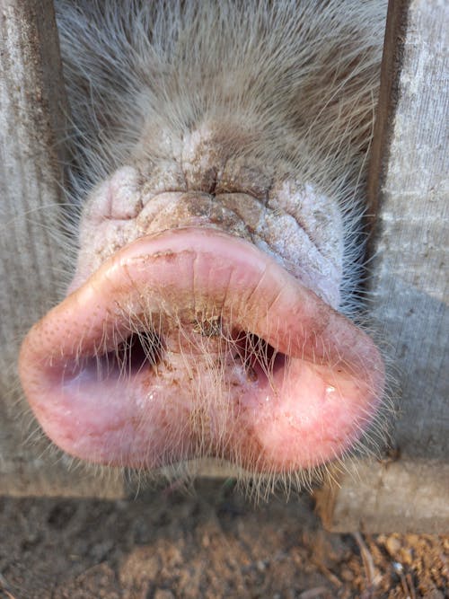 Close-Up Photograph of a Pig's Snout