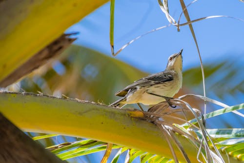 Foto stok gratis binatang, burung, cabang