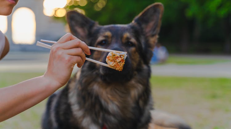 Person Holding A Sushi Roll Beside A Dog