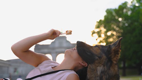 Person Making Fun Holding Chopsticks with Sushi Roll Beside a German Shepherd Dog