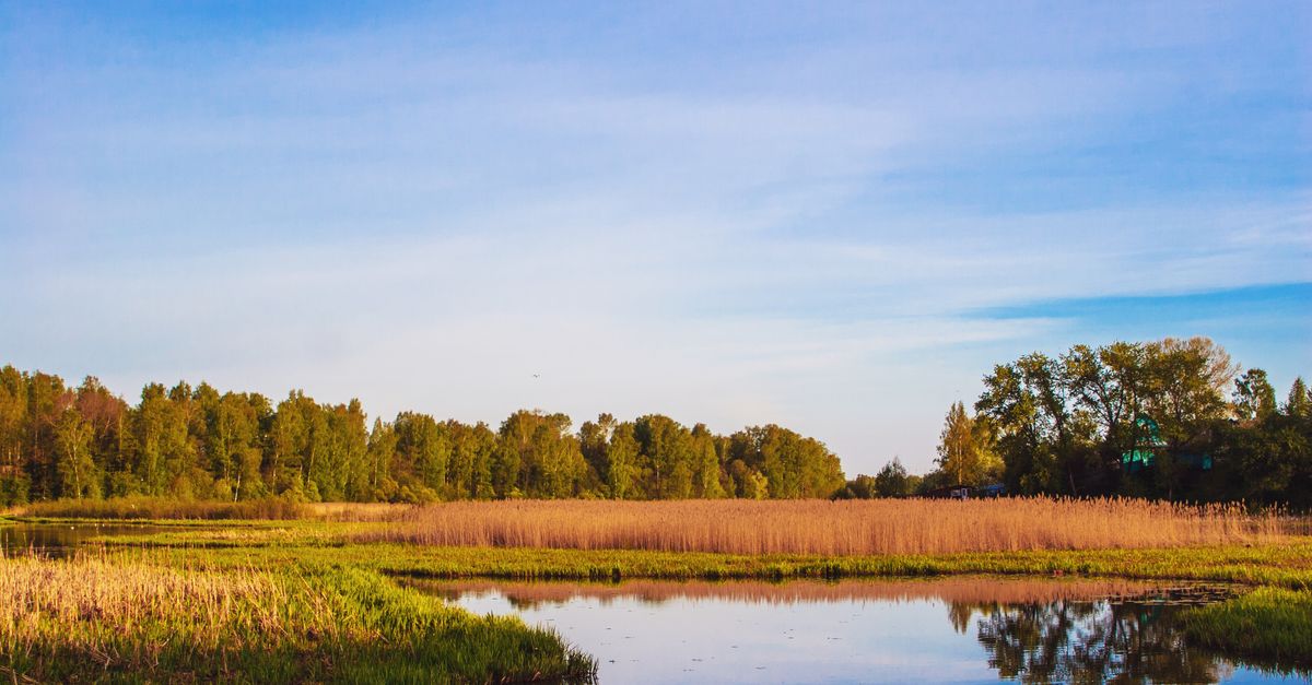 Lake With Reeds Small Lake With Reeds in the Background · Free Stock Photo