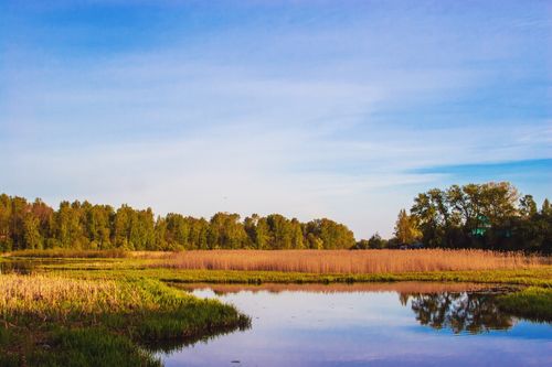 Free Peaceful autumn landscape featuring a tranquil lake surrounded by reeds and trees under a clear blue sky. Stock Photo