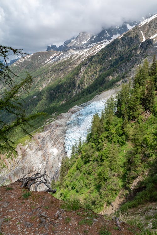 Green Trees on Mountainside