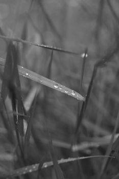 Close-up black and white photo of dew droplets on a grass blade, highlighting nature's delicate details.