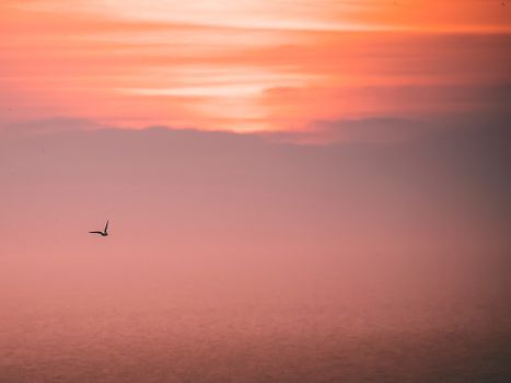 Silhouette of a seagull flying over the sea with a vibrant orange sunset sky.