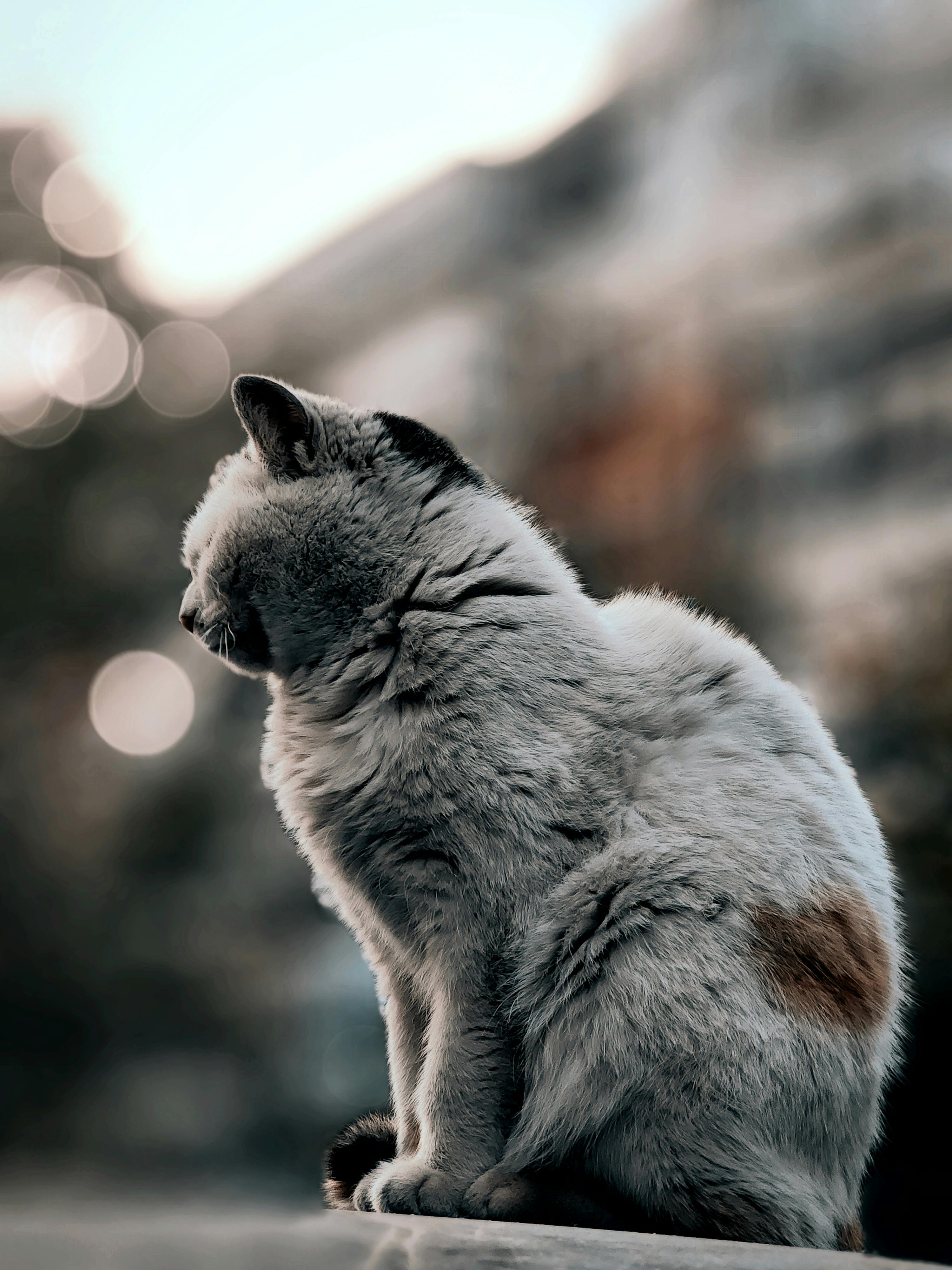 What is a Sassy cat?