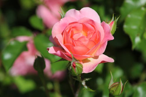 Darmowe zdjęcie z galerii z flora, kwitnięcie, różowa róża