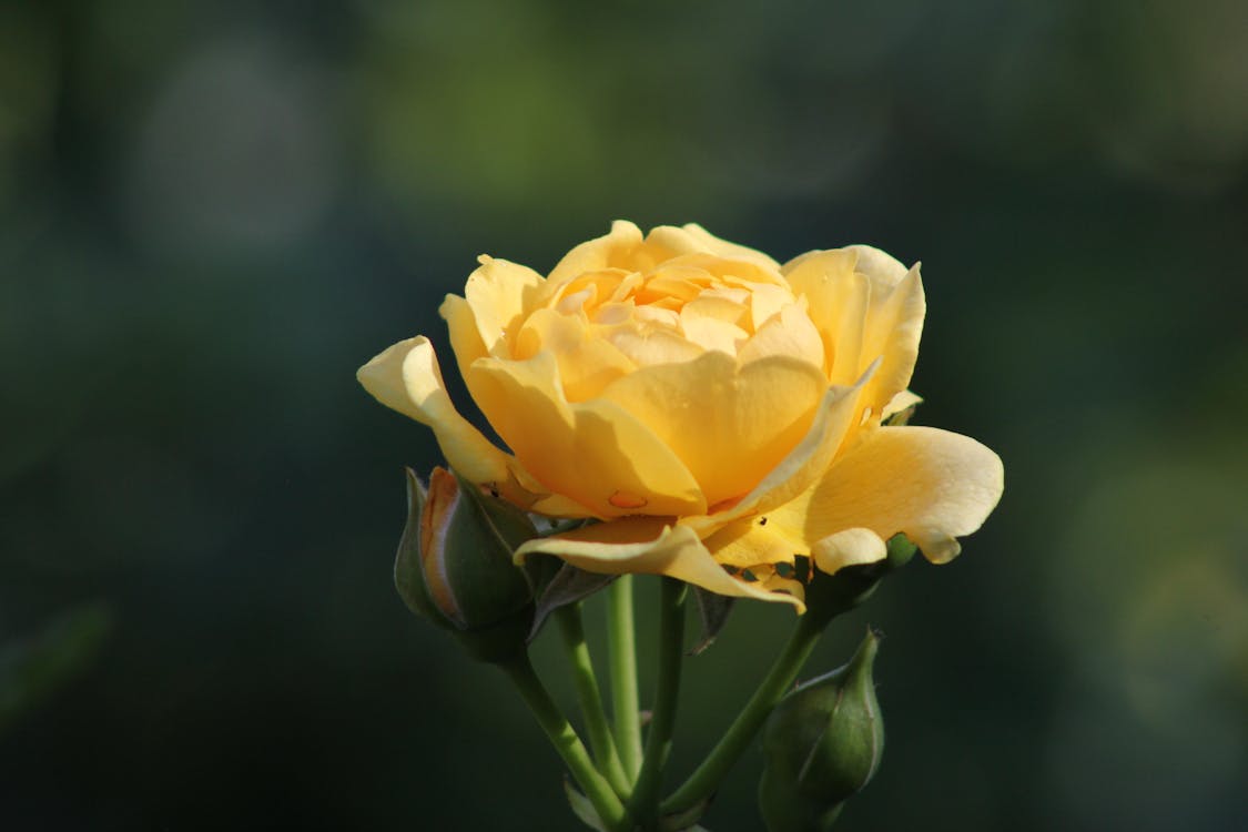 Chụp gần như của hoa hồng vàng luôn khiến người ta say đắm trong vẻ đẹp tuyệt vời của nó. Hãy xem những bức ảnh chụp gần như đầy ấn tượng này trên Close-Up Photography và cùng đắm mình trong vẻ đẹp của loài hoa này.