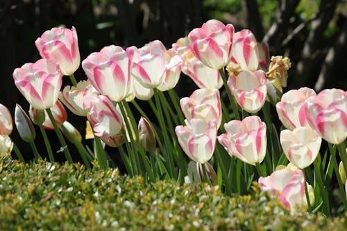 Kostenloses Stock Foto zu blumen, nahansicht, natur