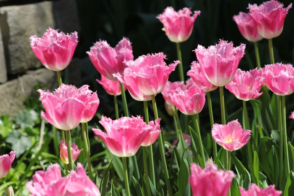 In the Garden: Celebrate Spring With Ottawa's Tulips