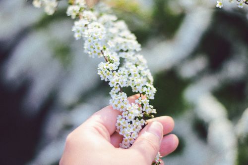 Free A close-up image of a hand gently holding white wildflowers, symbolizing the freshness of spring. Stock Photo