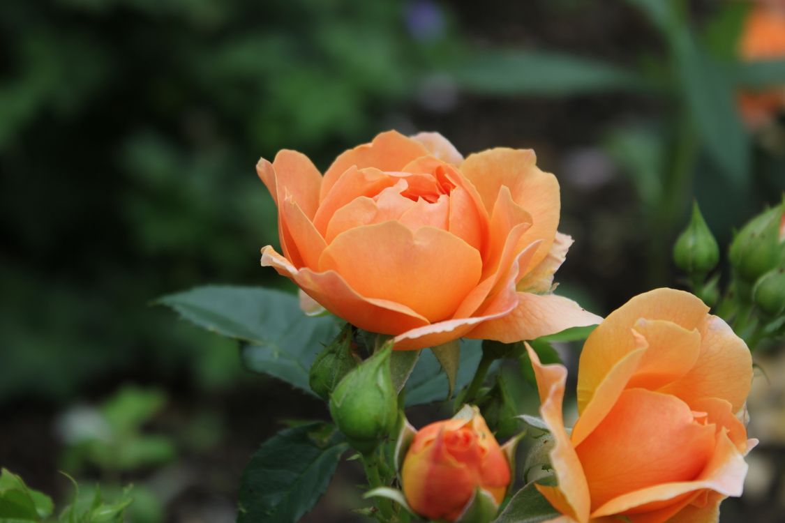 Close-Up Photo of a Blooming Roses · Free Stock Photo