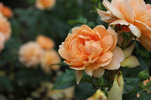 A Garden Roses in Full Bloom