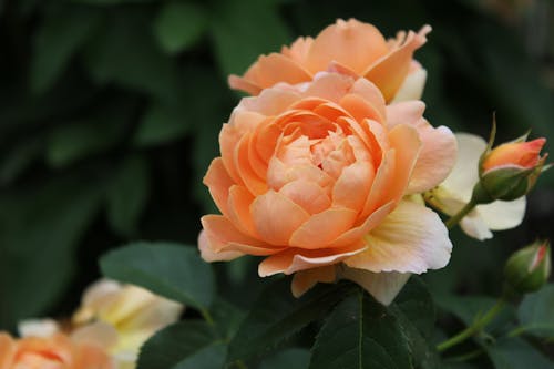 Free A Garden Rose in Full Bloom Stock Photo