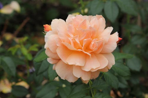 A Close-up Shot of a Blooming Flower