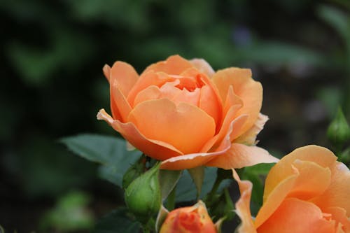 Free Peach Colored Roses in Close Up View Stock Photo