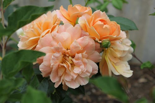 Orange Rose Flowers in Bloom
