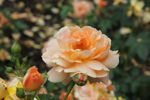 Close-Up Photo of a Blooming Roses