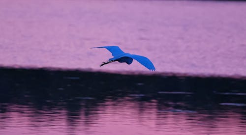 Fotobanka s bezplatnými fotkami na tému connecticut, krídla, lietať