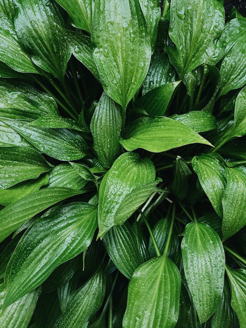 Gratis Foto stok gratis alami, basah, daun-daun hijau Foto Stok