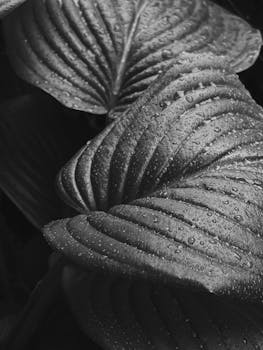 Detailed black and white photo capturing raindrops on textured leaves, offering a serene natural view.