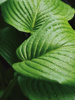Lush green foliage covered in dewdrops, capturing nature's freshness.
