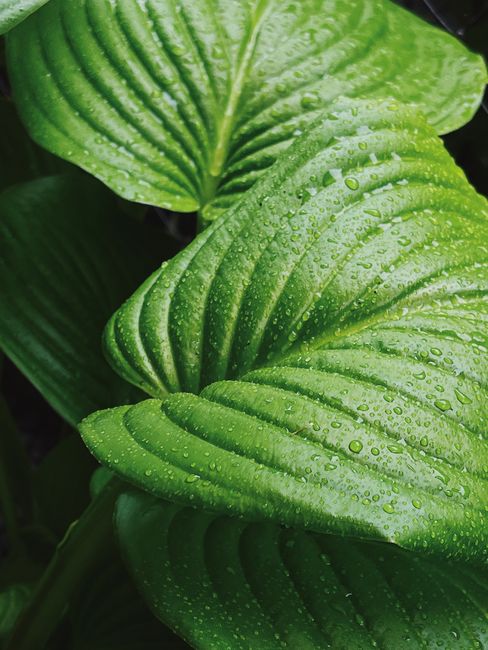 Lush green foliage covered in dewdrops, capturing nature's freshness.