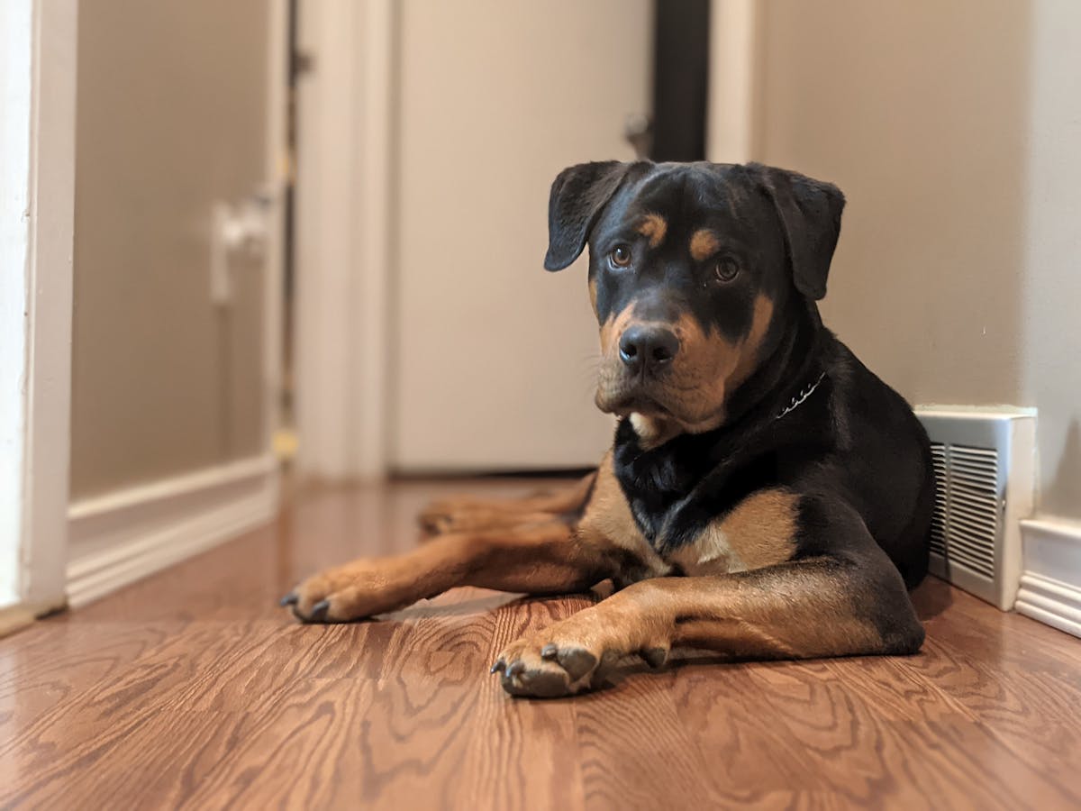Rottweiler calmo sdraiato su pavimento in legno dentro una stanza