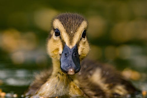 Close-Up Shot of a Duckling
