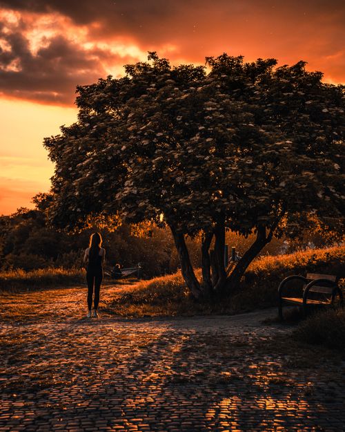 Free A stunning sunset in a Warsaw park featuring a lone person and a large tree under a fiery sky. Stock Photo